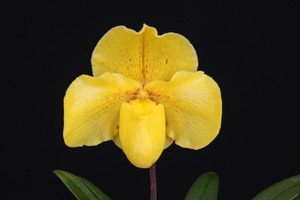 Paph. Cover Story Golden News HCC 76 pts.